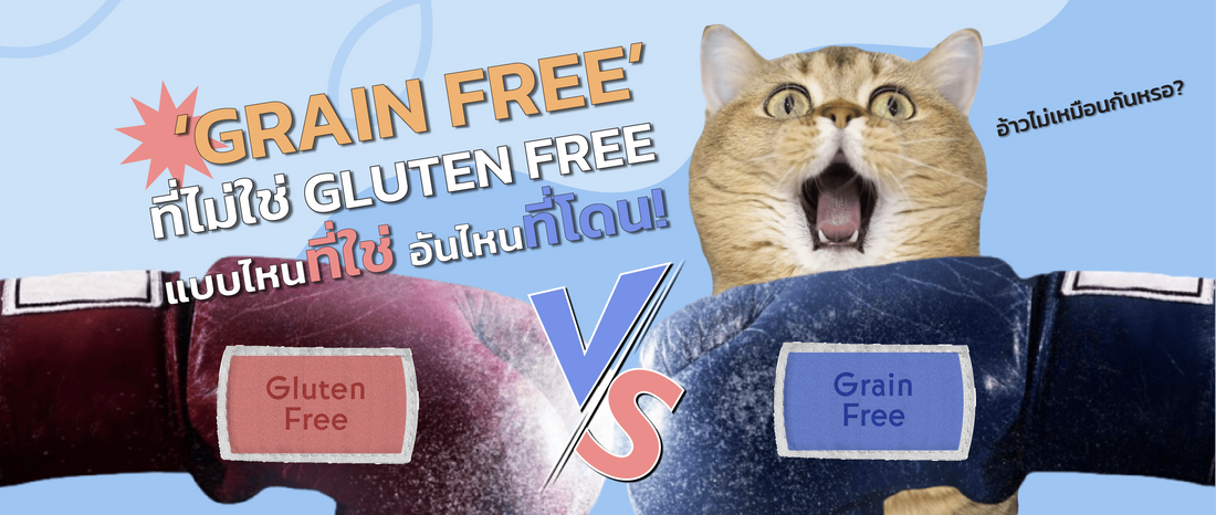 Gluten Free กับ Grain Free แบบไหนที่ใช่ อันไหนที่โดน!