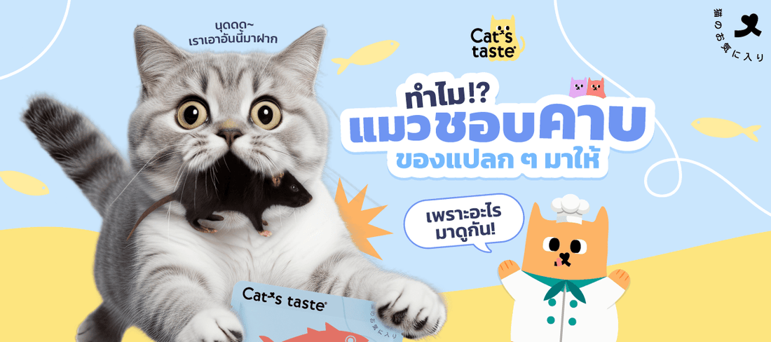 ทำไมแมวชอบเอา ‘ของแปลก’ มาวางให้เรา?