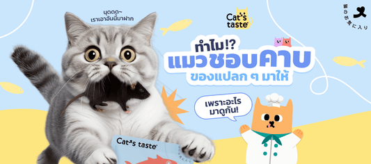 ทำไมแมวชอบเอา ‘ของแปลก’ มาวางให้เรา?